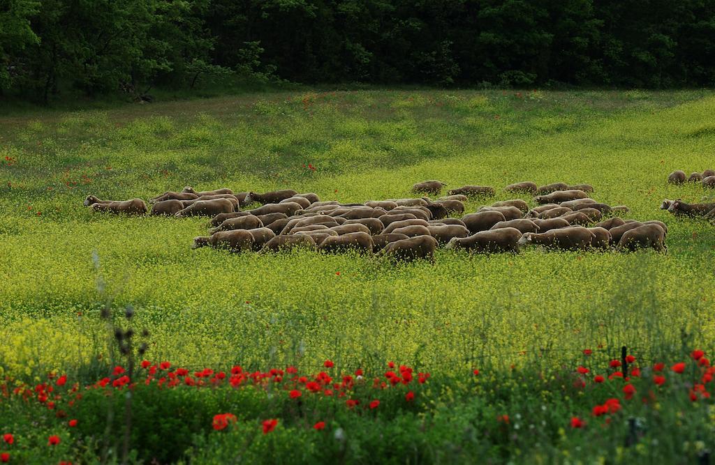 Une Campagne En Provence Bras Dış mekan fotoğraf